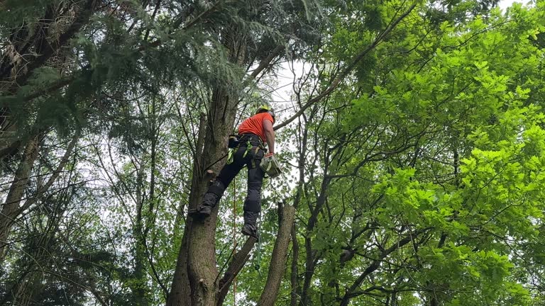 Trusted South Milwaukee, WI Tree Care Services Experts